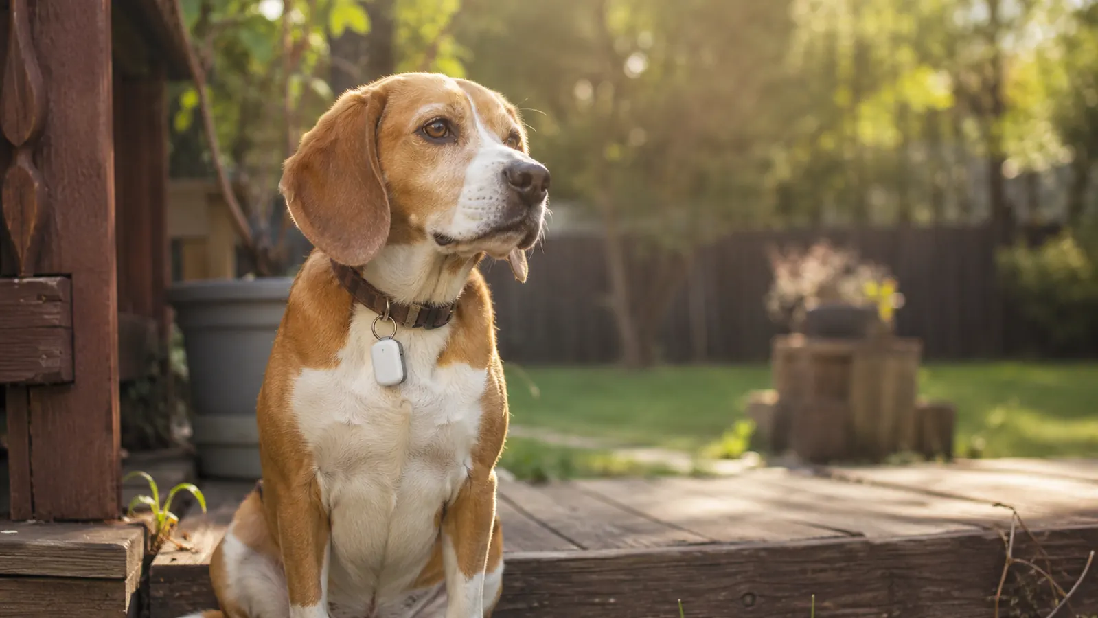 Beagle mix dog wearing a small GPS tracker on a collar, sitting on a porch in soft morning light